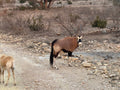Gemsbok